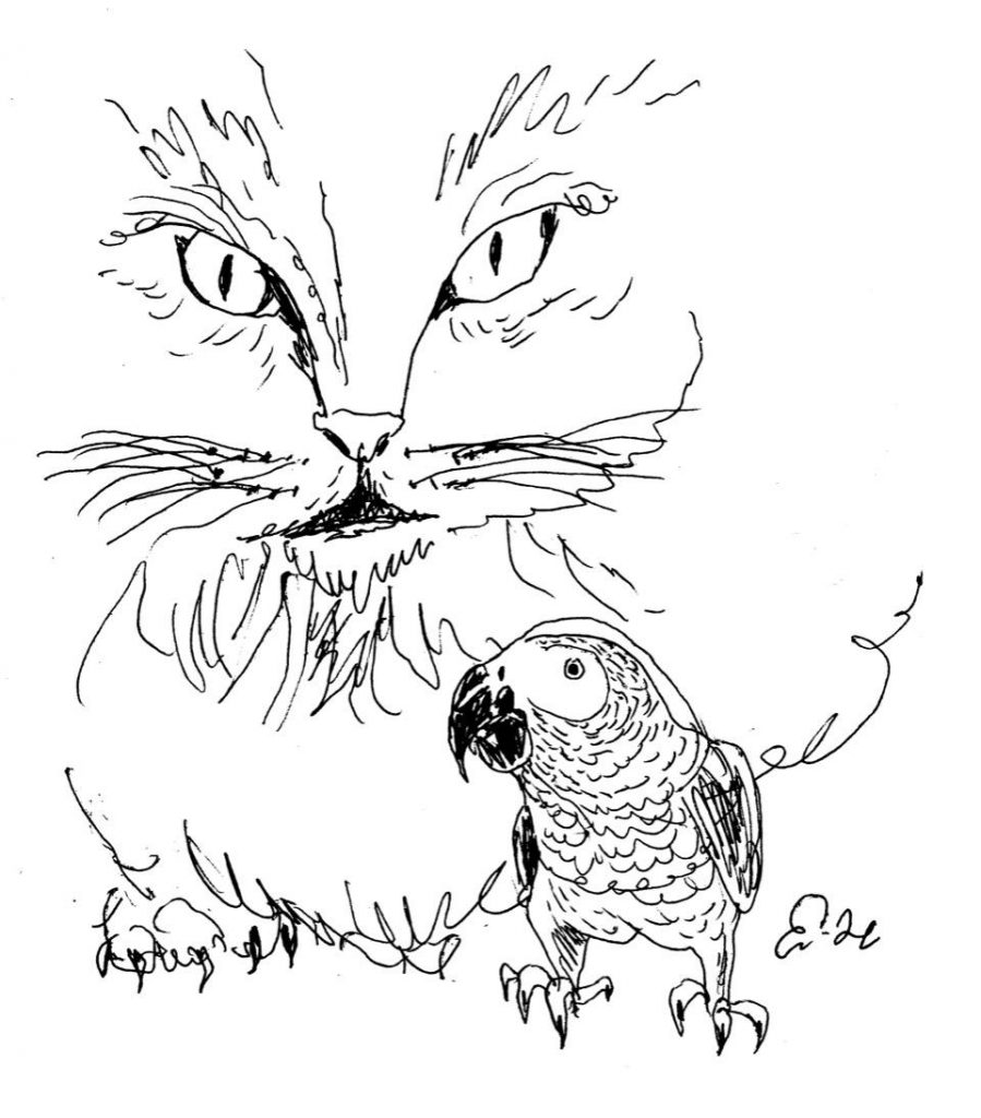 Drawing of cat leering at parrot