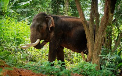 The Decade the Rainforest Died