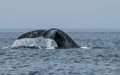 Right Whale Tragedy 