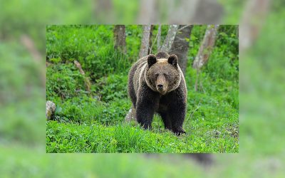 War Threatens Ukraine’s Wildlife