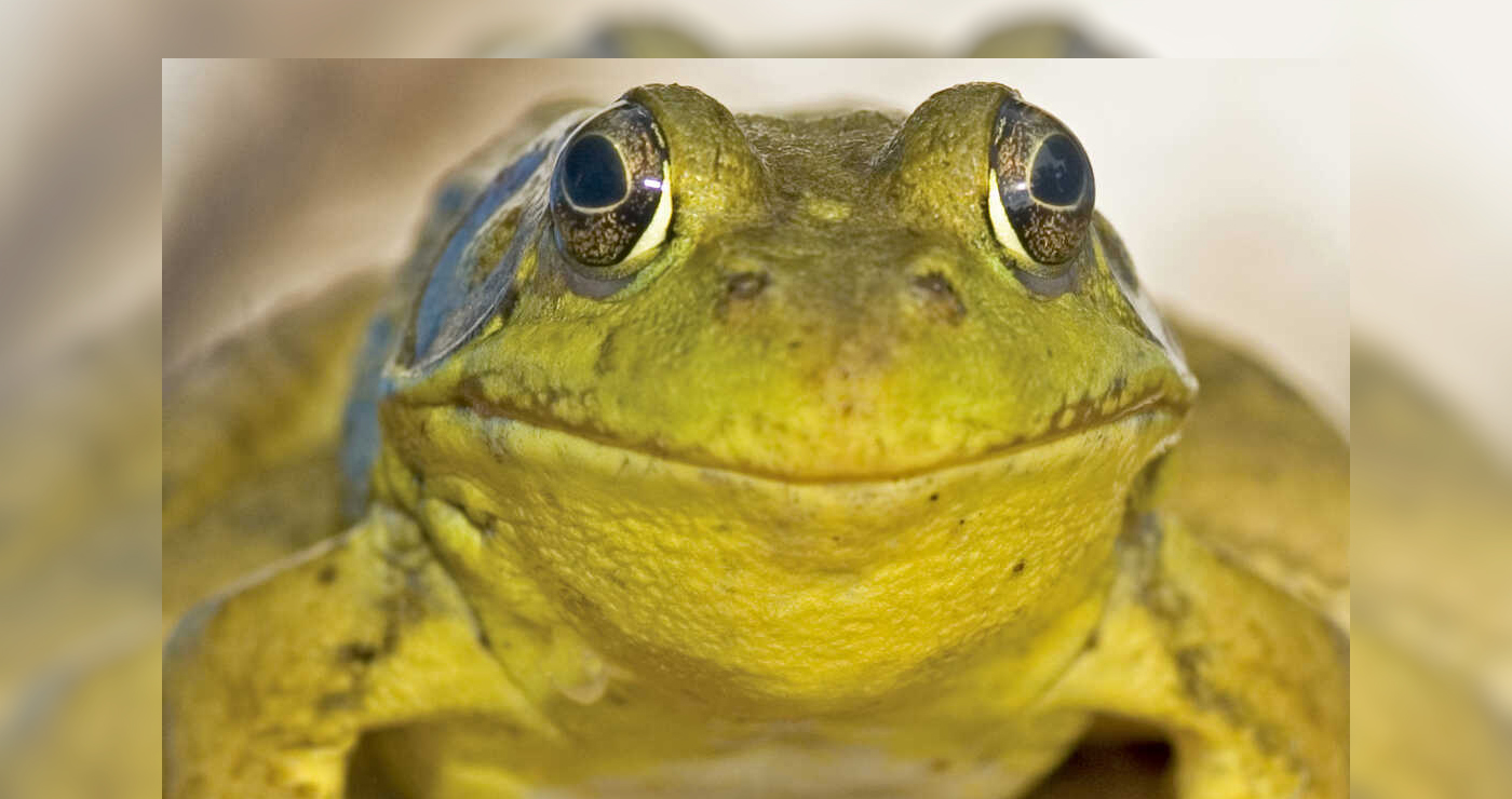 Don't Be the Boiling Frog - Peace & Planet News